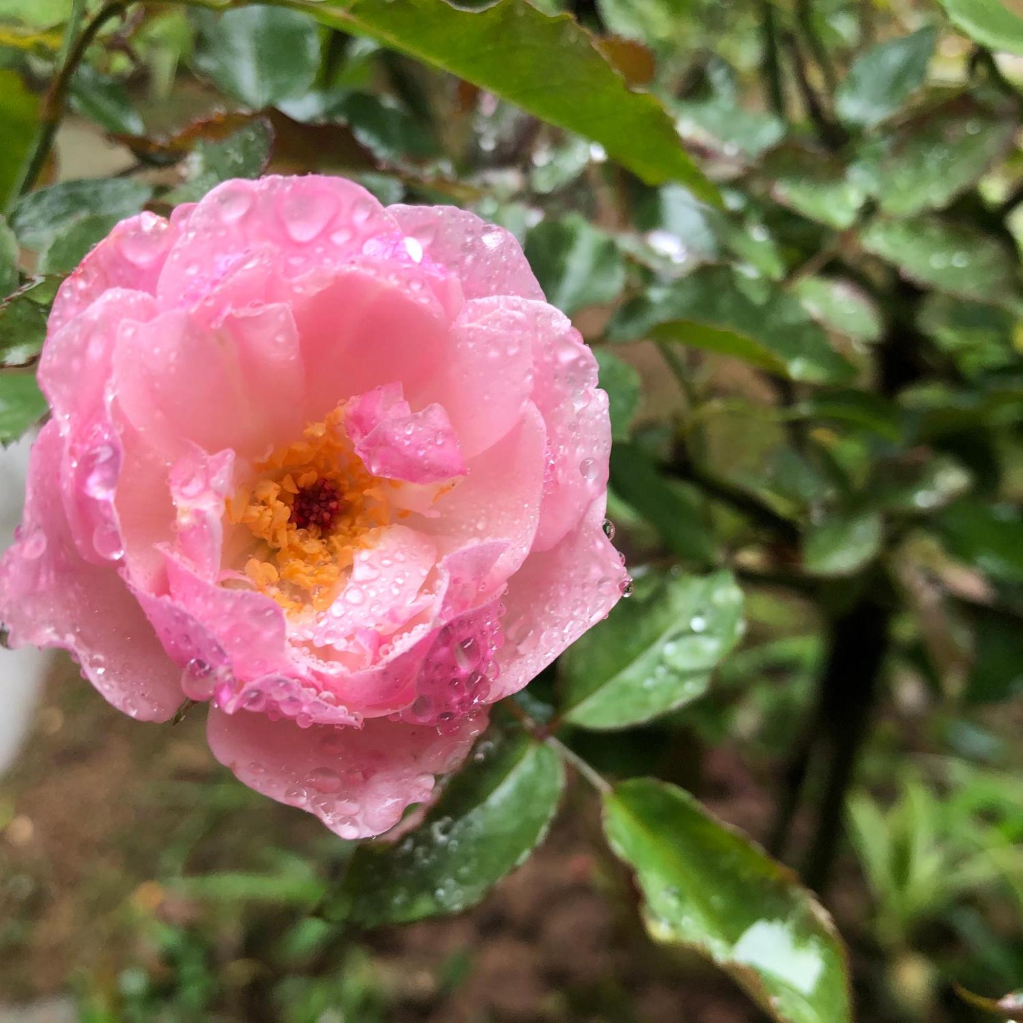 Trang An Moon Garden Homestay Ninh Binh Eksteriør bilde